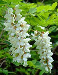 Fehér akác virága